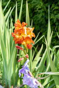 橙色剑兰花特写镜头夏天太阳