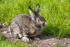 灰色的兔子兔子毛坐着绿色草
