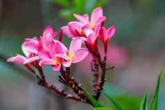 粉红色的花鸡蛋花plumeria马达加斯加