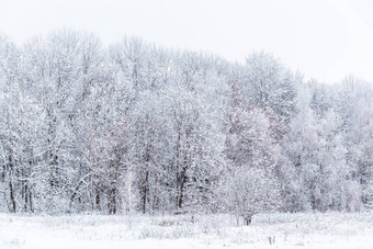 冬天雪森林墙面无表情风格白色背景