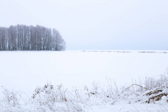 冬天雪森林墙面无表情风格白色背景