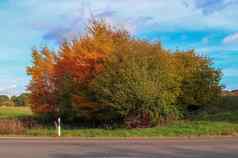 美丽的秋天树橙色红色的彩色的叶子