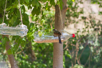 手工制作的鸟喂食器<strong>饮水机</strong>使回收塑料瓶