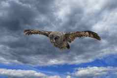 猫头鹰苍蝇天空背景悲观的灰色的天空前面视图