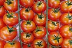 西红柿绿色萼片视图超市盒子