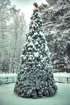 圣诞节树圣诞节一天森林西伯利亚