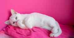 白色猫谎言粉红色的背景爪子覆盖脸