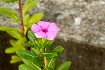 美丽的马达加斯加小长春花小长春花乐观粉红色的花植物早....阳光Catharanthusroseus也叫墓地常绿光滑的树叶开花植物