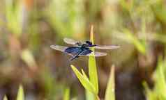 生动的颜色蜻蜓翅膀日光浴夏天花园宏摄影