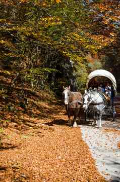 Abruzzo意大利10月秋天颜色秋天颜色树叶家庭康内斯托加类型马车拉马通过大道覆盖下降叶子色彩斑斓的树