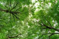 底视图树树干绿色叶子树热带