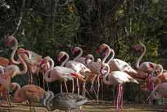 大集团粉红色的红色的火烈鸟动物园