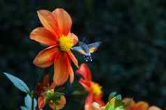 大蜜蜂飞行花头植物背景昆虫野生生活