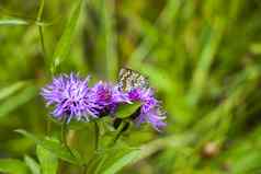 蝴蝶花植物自然野生动物昆虫生活绿色背景