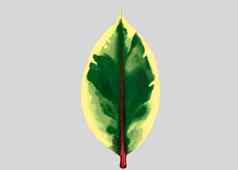 热带榕属植物本杰米尼亚离开插图油漆