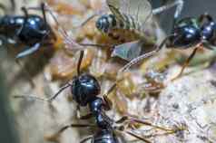 小黑色的闪亮的蚂蚁挤奶蚜虫树