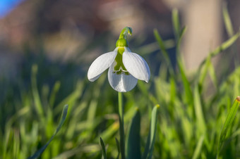 雪下降<strong>花季</strong>节花园