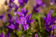 紫色的紫罗兰色的复活节花春天开花花园