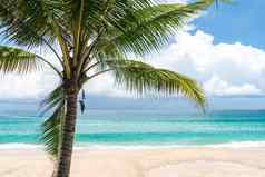 热带椰子树海滩白色沙子夏天季节