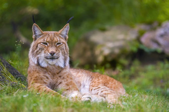 <strong>野生</strong>猞猁隐藏森林