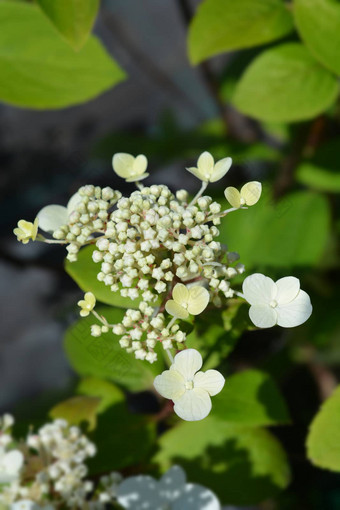 有圆锥花序的<strong>绣球花</strong>埃姆红色的