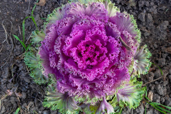 淡<strong>紫色</strong>观赏卷心菜芸苔属植物oleracea花园