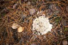 腐烂蘑菇真菌模具野生森林结构蘑菇菌丝体生病的模具形式雪花