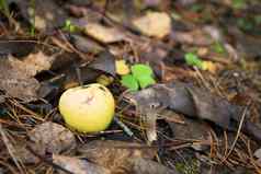秋天场景灰色蘑菇日益增长的地板上黄色的苹果关闭