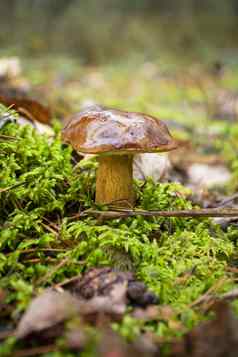 牛肝菌属badius美丽的可食用的蘑菇野生森林公园白俄罗斯