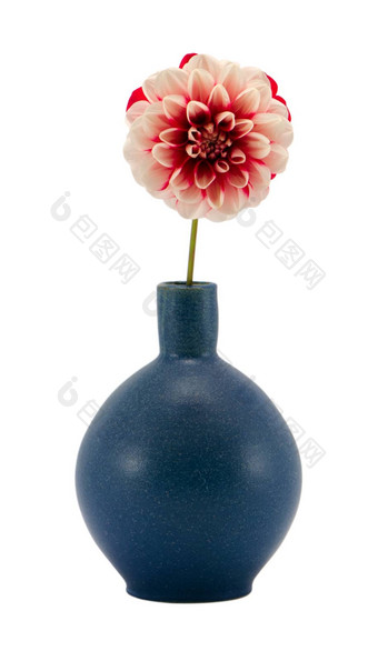 粉红色的大丽花布鲁姆复古的蓝色的花瓶孤立的