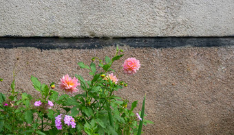 粉红色的牡丹花<strong>花朵</strong>绿色花圃<strong>灰色</strong>的墙