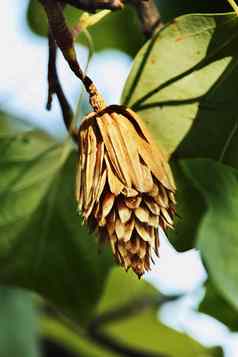郁金香树种子锥
