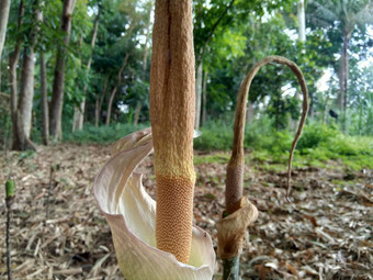 关闭宏拍摄<strong>魔芋</strong>芸蜉<strong>花</strong>纹理suwegporang大象脚山药怀特斯波特巨大的阿鲁姆自然背景