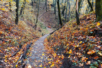 石板路径秋天森林下降山