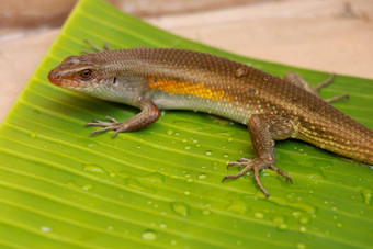 巴厘岛的石龙子蜥蜴优特罗皮斯multifasciata湿绿色叶水营地物种斯金克斯长逐渐减少尾巴流捕食者抓住尾巴