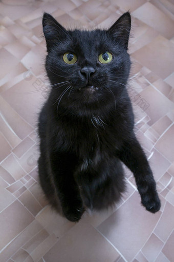 黑色的猫sityting等待治疗老板
