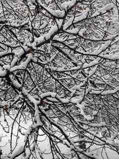 冬天分支机构树白霜背景雪