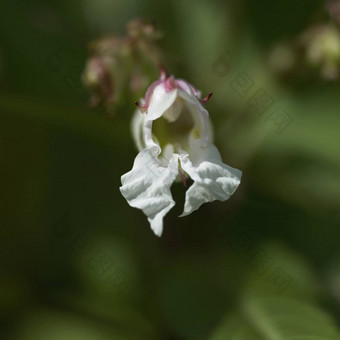 喜玛拉雅兰<strong>花</strong>