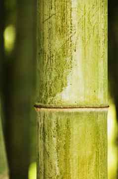 竹子茎