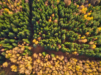 高角空中森林秋天直接<strong>无人机拍摄</strong>绿色黄色的树颜色秋天