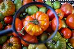 大红色的番茄放大放大玻璃箱完整的西红柿大成熟的番茄西红柿