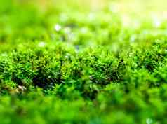 新鲜绿色莫斯日益增长的地板上水滴