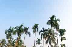 美丽的椰子棕榈树农场自然地平线热带海海滩漂亮的蓝色的清晰的天空云日落阳光夏天假期季节背景摄影复制空间