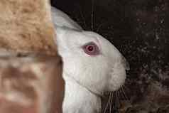 可爱的白色兔子红色的眼睛大肖像