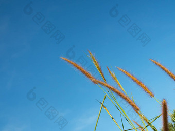 关闭草花天空背景软焦点图片