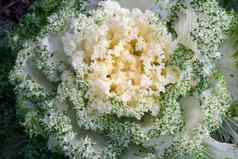 白色观赏卷心菜芸苔属植物oleracea花园
