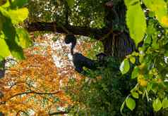 雕塑科学家猫树童话语言字符明亮的秋天一天公园