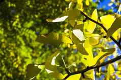 秋天gingkobiloba树叶子秋天黄色的银杏叶子蓝色的天空