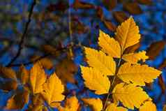 秋天秋天黄色的离开特写镜头自然背景黄色的颜色灰树离开