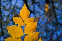 秋天秋天黄色的离开特写镜头自然背景黄色的颜色灰树离开
